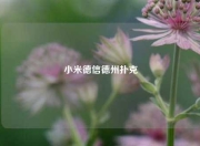 小米德信德州扑克