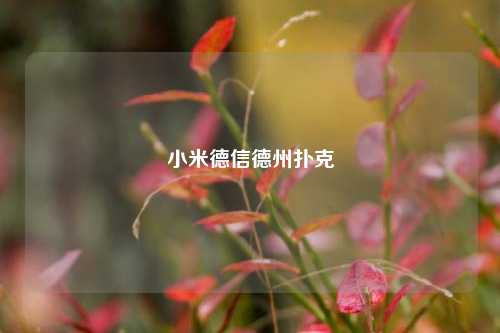 小米德信德州扑克