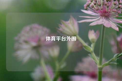 体育平台外围